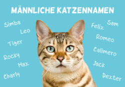 Männ­li­che Kat­zen­na­men: Namen für Kater von A bis Z