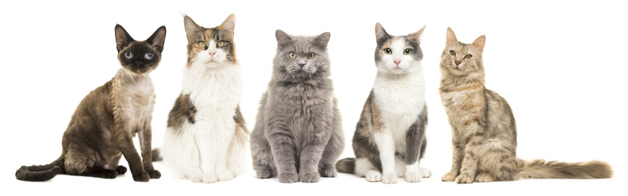 Männliche Katzennamen für Kater mit verschiedenen Fellfarben