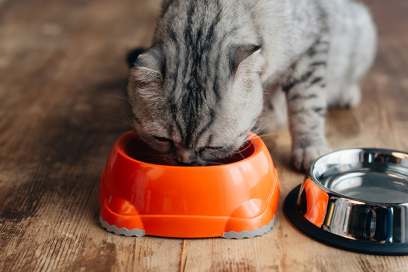 Magen Darm schonendes Katzenfutter