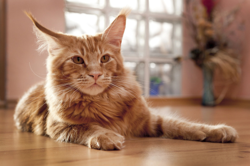 Maine Coon Katzen haaren stark