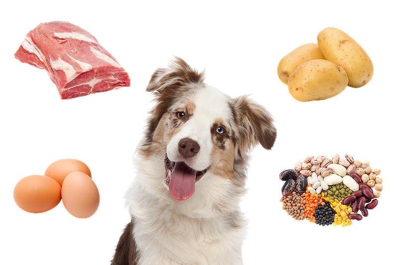 Manche Lebensmittel dürfen Hunde nur gekocht essen