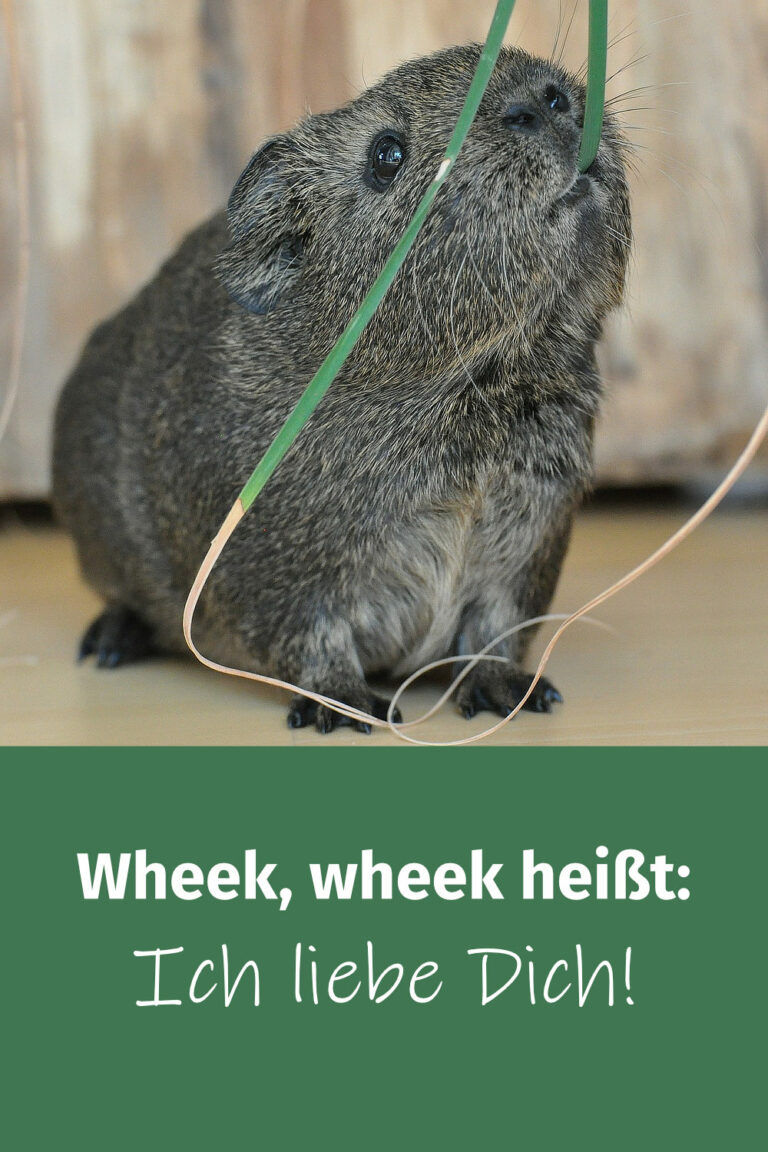 Schöne und lustige MeerschweinchenSprüche