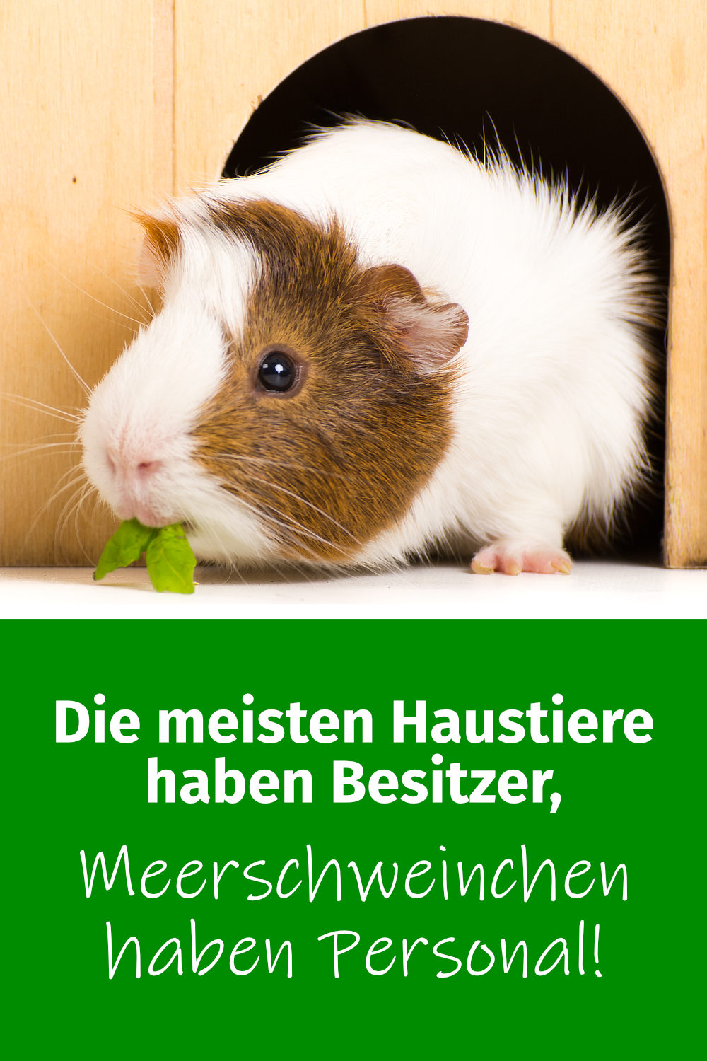 Schöne und lustige MeerschweinchenSprüche