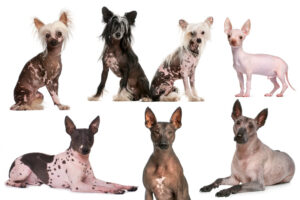 Nackthunde: Haarlose Hunderassen