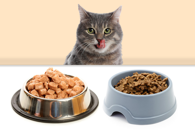 Nassfutter oder Trockenfutter für Katzen