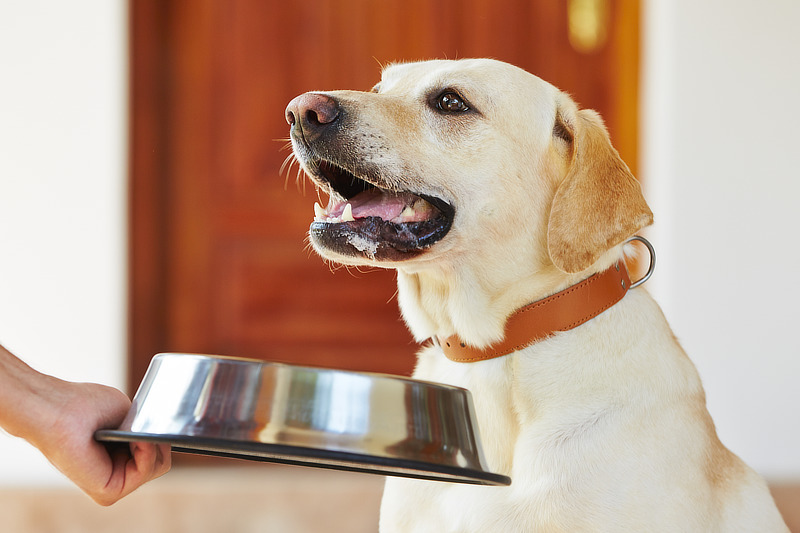 Nierenfutter: Welches Hundefutter bei Niereninsuffizienz?