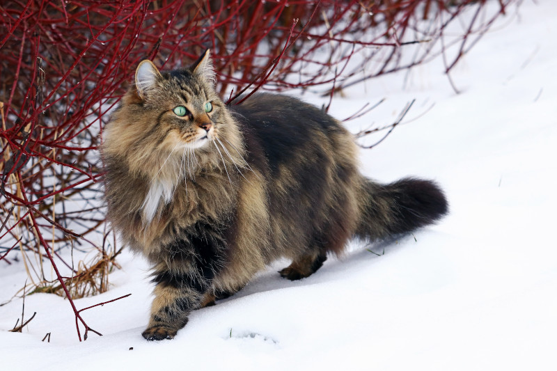 Norwegische Waldkatze im Schnee