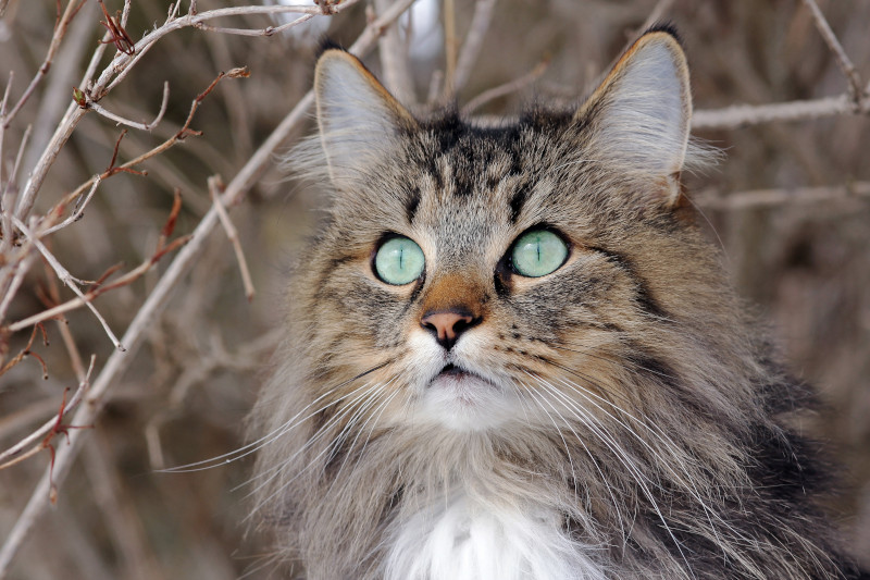 Norwegische Waldkatze mit wunderschönen grünen Augen