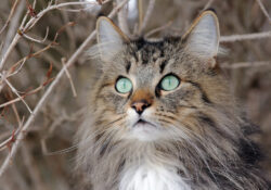 Nor­we­gi­sche Wald­kat­zen: Steck­brief, Hal­tung, Cha­rak­ter­ei­gen­schaf­ten