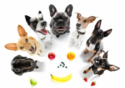 Obst für Hun­de – Wel­che Früch­te dür­fen Hun­de essen?