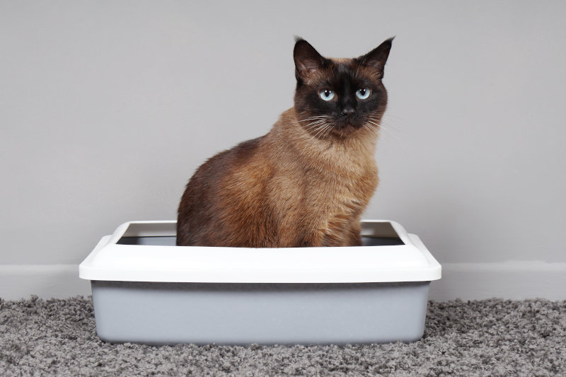 Offenes Katzenklo - Schalentoilette für Katzen