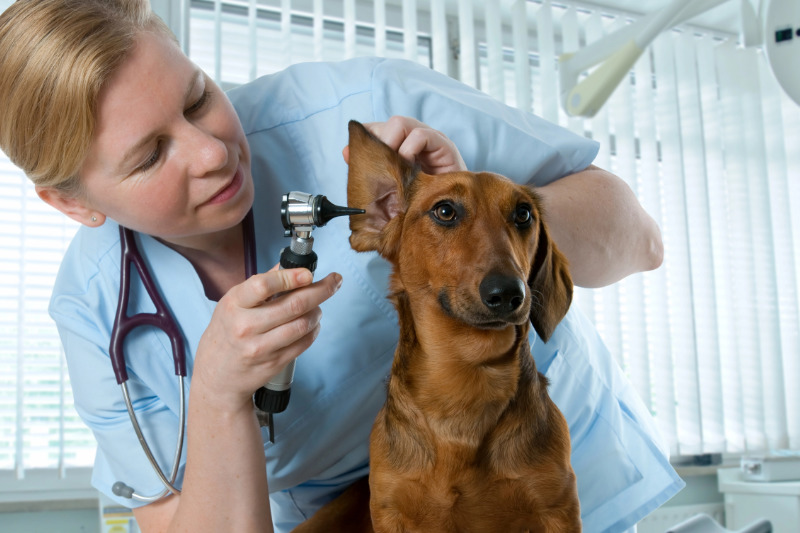 Ohrenprobleme kommen bei Hunden sehr häufig vor