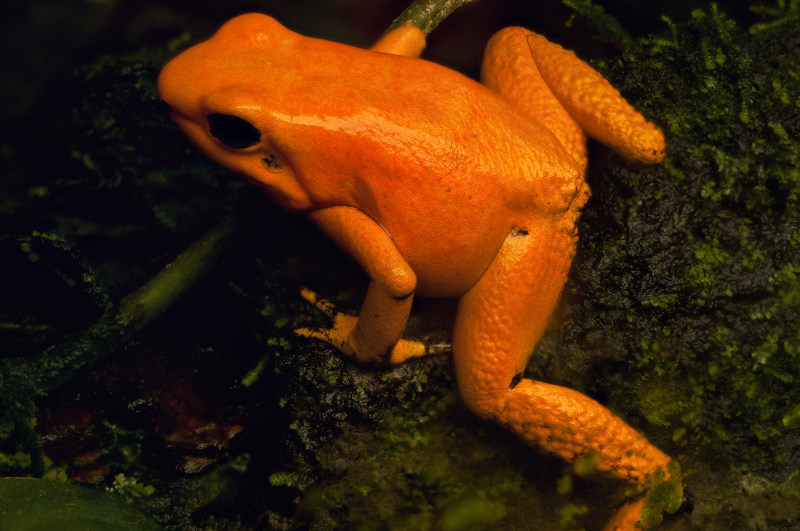 Orange Farbform des schrecklichen Pfeilgiftfrosches