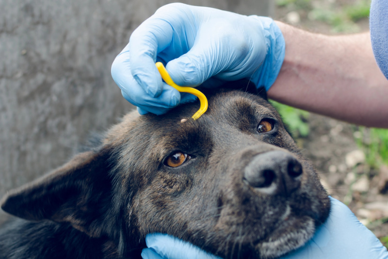 Parasitenbefall beim Hund kann schlimme Folgen haben