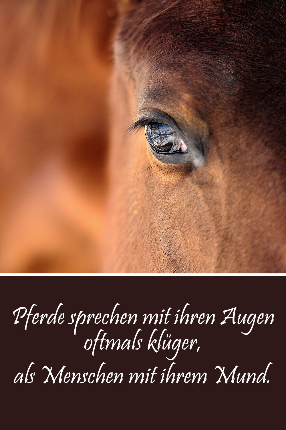 Schöne & lustige Pferdesprüche, Zitate und Weisheiten