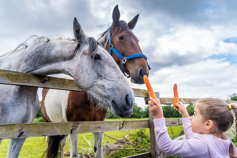 Pferde fressen Raufutter, Kraftfutter und Saftfutter