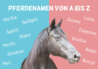 Pfer­de­na­men: Namen für Stu­ten & Hengs­te von A bis Z
