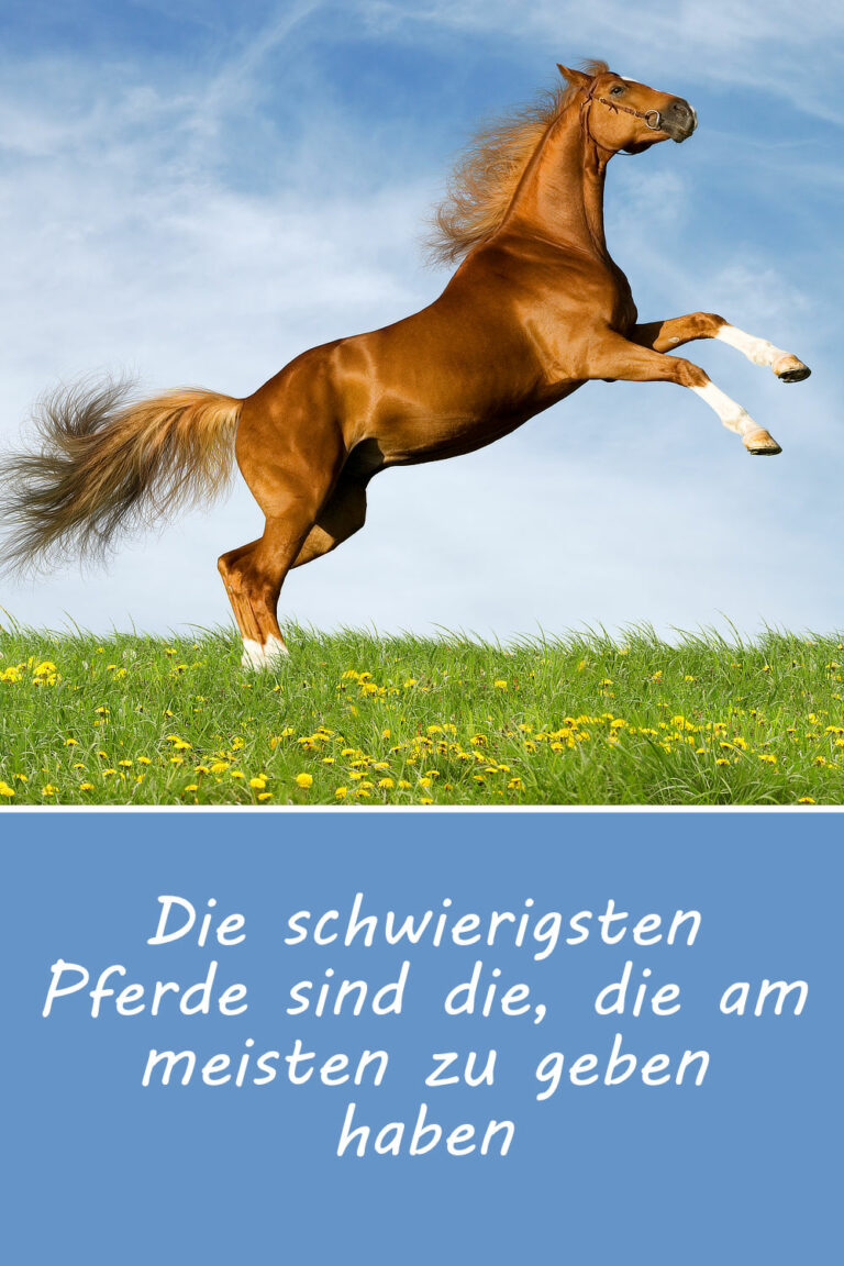 Schöne & lustige Pferdesprüche, Zitate und Weisheiten