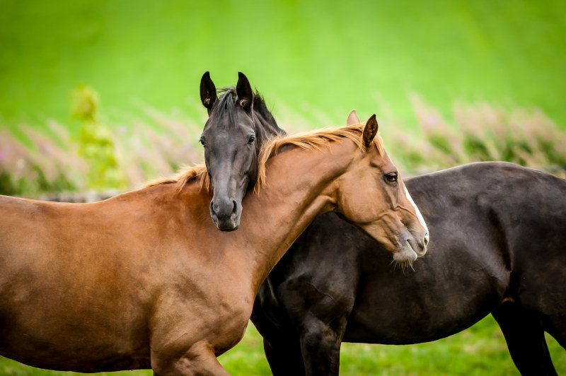 Pferdesprüche, Zitate, Weisheiten und Reitersprüche
