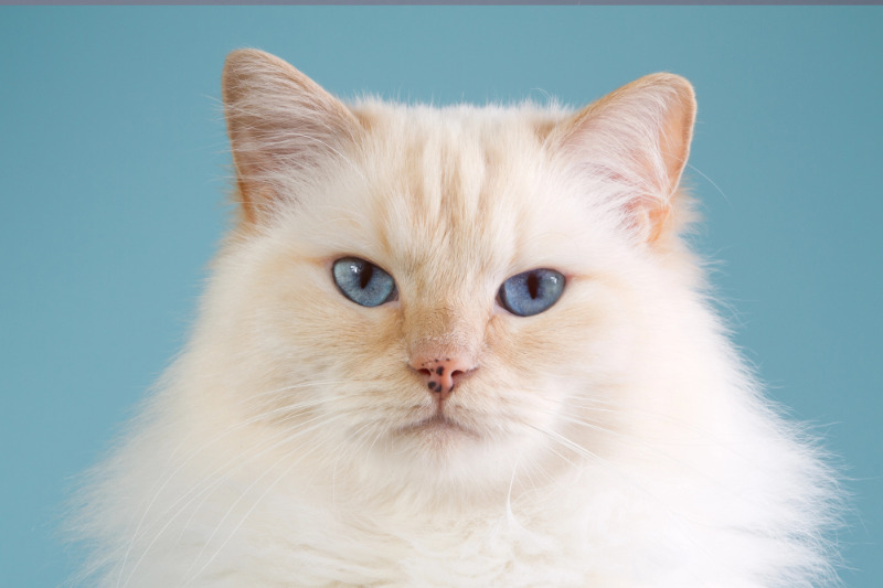 Ragdolls verlieren viel Fell