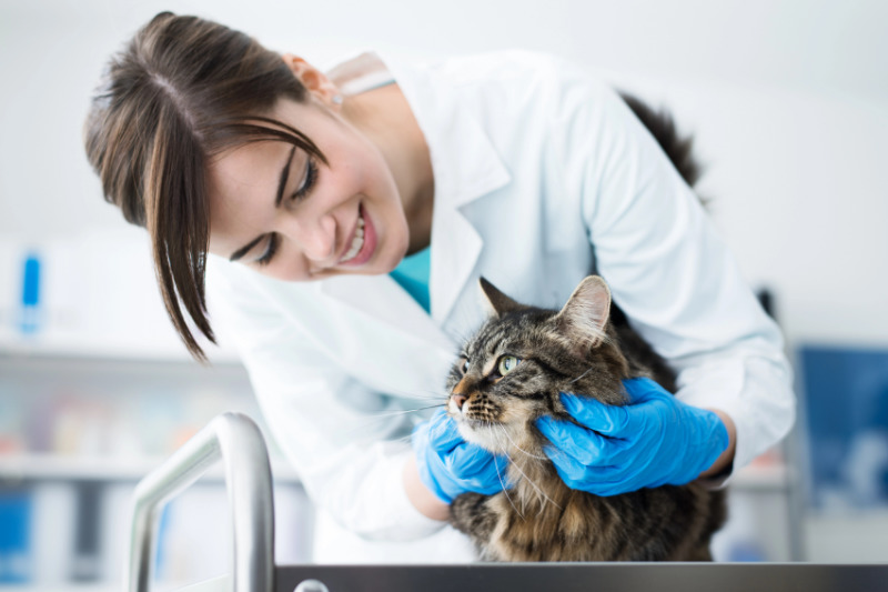 Regelmäßige tierärztliche Check-ups bei Katzen sind wichtig