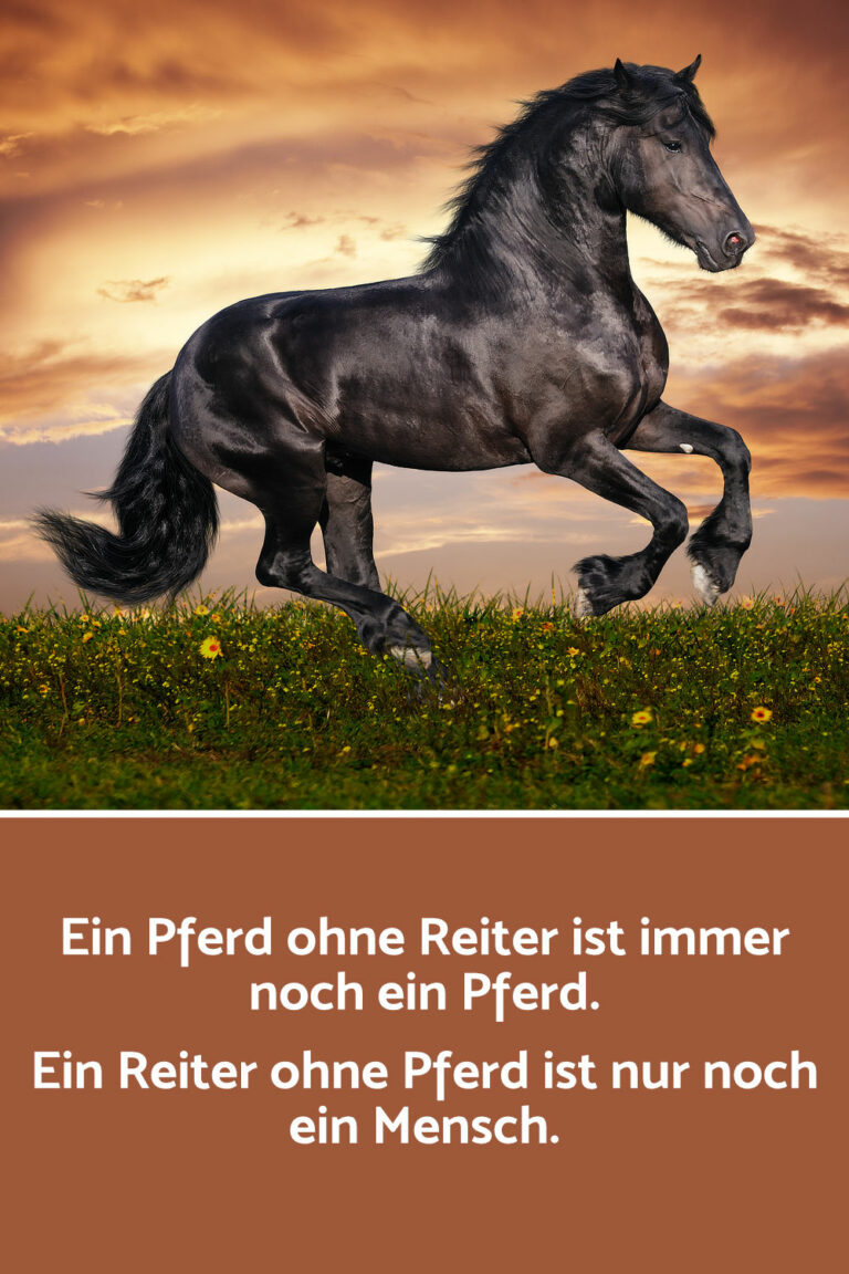 Schöne & lustige Pferdesprüche, Zitate und Weisheiten