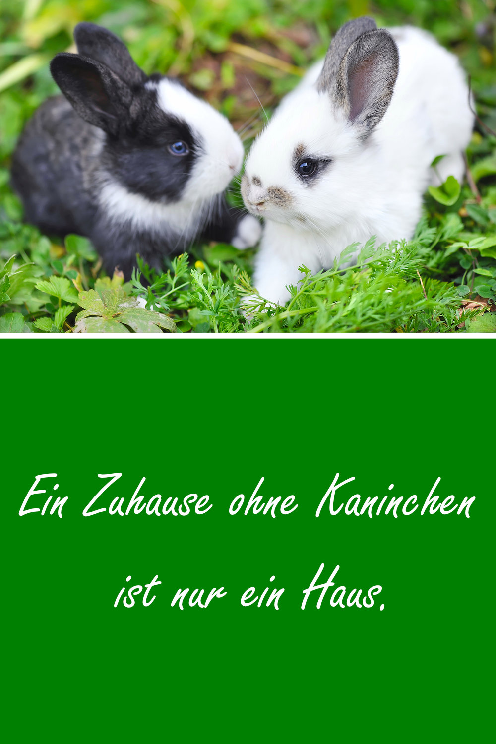 Freche, Lustige Und Se Kaninchen- Und Hasen-Sprche