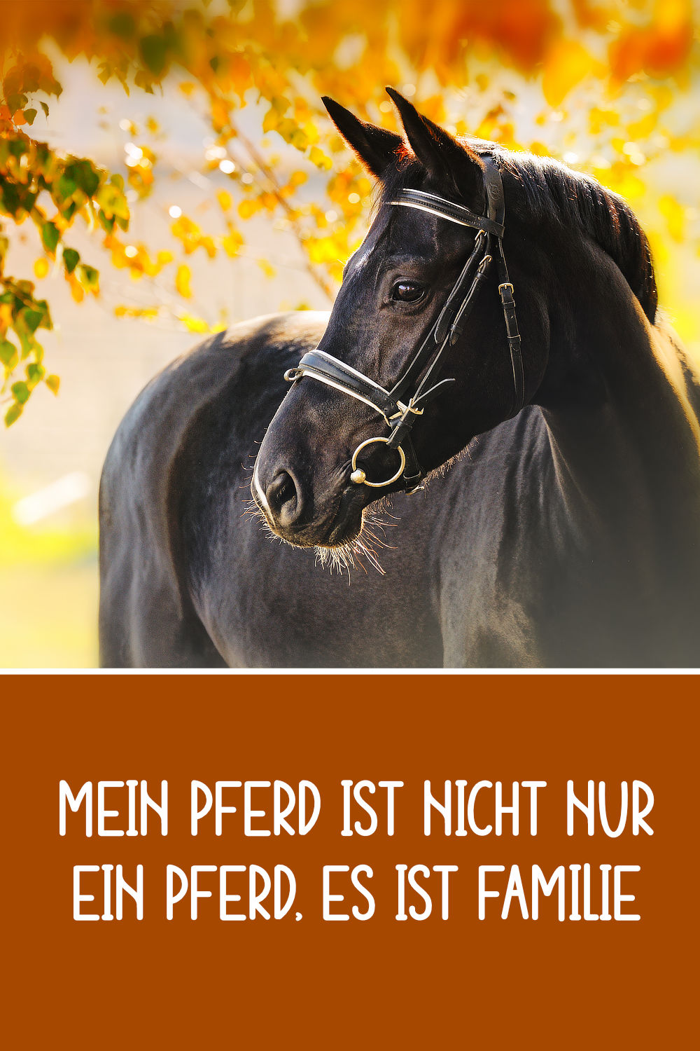Schöne & lustige Pferdesprüche, Zitate und Weisheiten