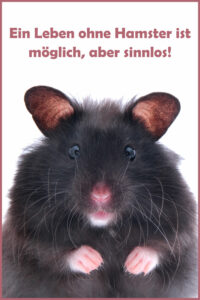 Schöne und lustige HamsterSprüche und Witze
