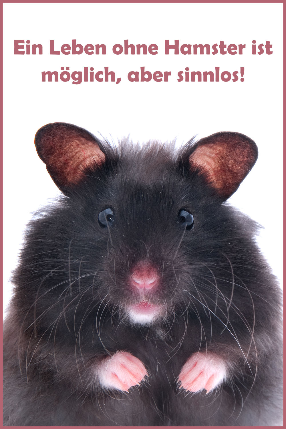 Schöne und lustige HamsterSprüche und Witze