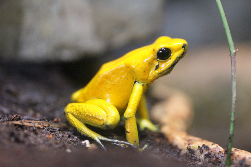 Schrecklicher Pfeilgiftfrosch golden poison frog (Phyllobates terribilis)