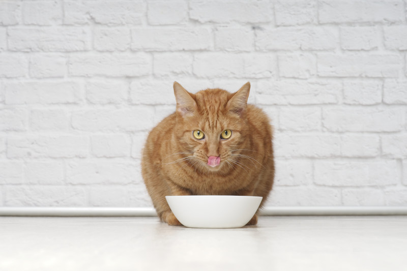 Slow Feeder für Katzen - Die Vorteile überwiegen die Nachteile