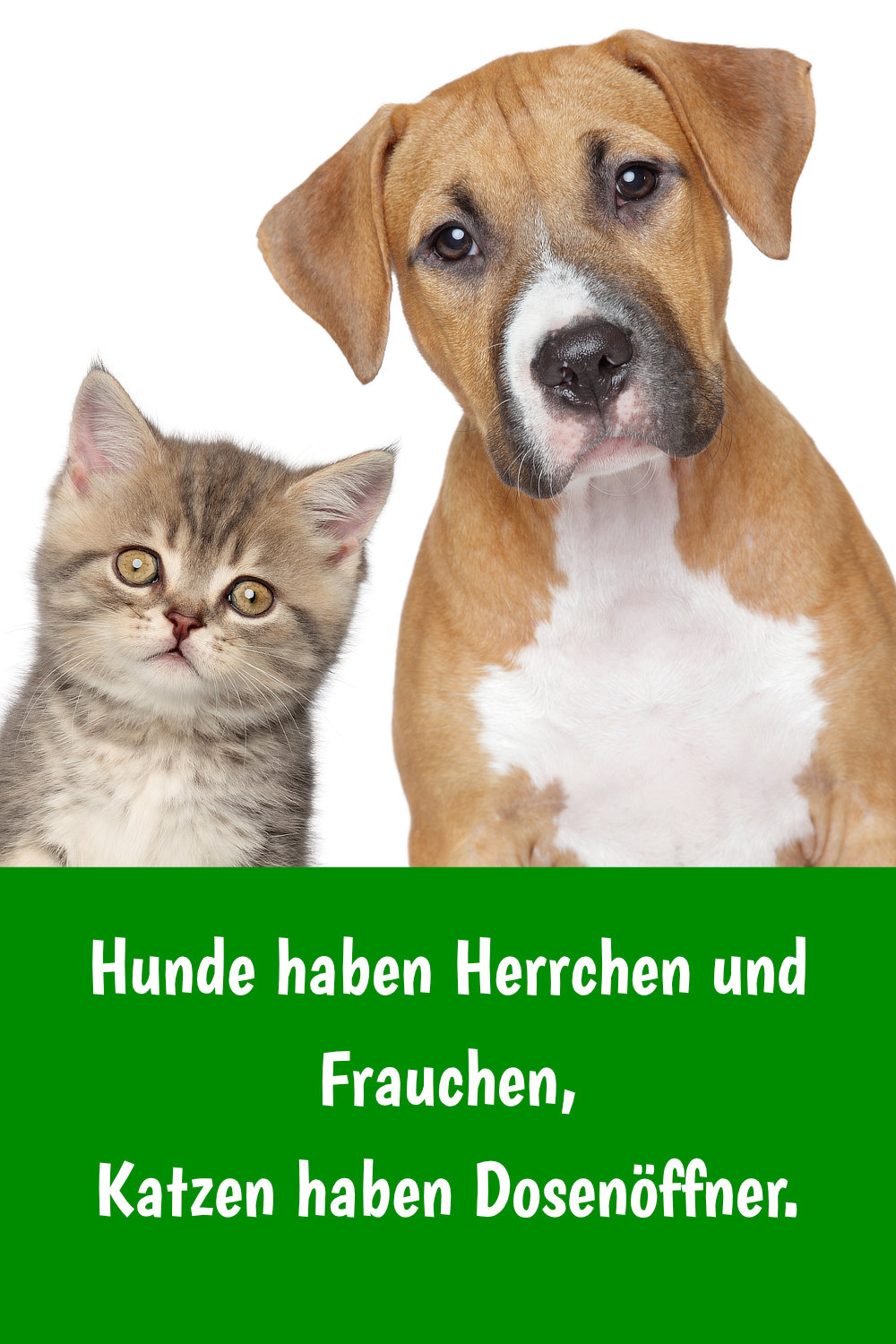 Schöne & lustige Katzensprüche, Zitate und Weisheiten