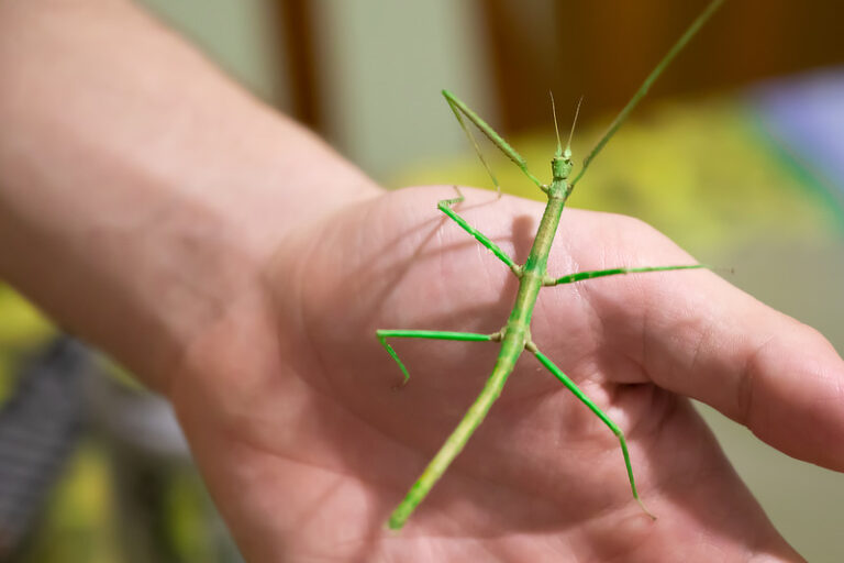 Stabschrecken Und Ihre Haltung Im Terrarium stabschrecken-und-ihre-haltung-im-terrarium