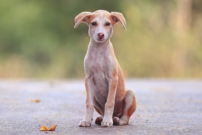 Wie Sieht Stumpfes Fell Bei Hunden Aus Stumpfes Fell bei Hunden: Ursachen, Behandlung & Hausmittel