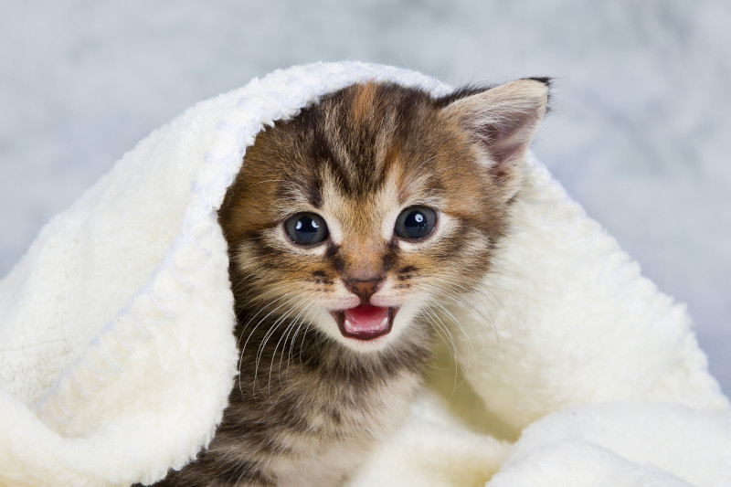 Süßes Katzenbild mit miauendem Kitten