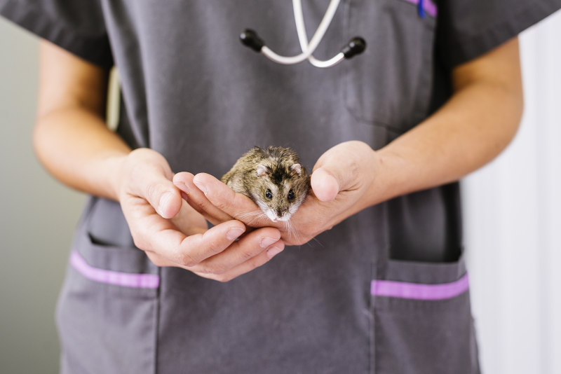 Tierarzt-Kosten sollten bei der Hamsterhaltung berücksichtigt werden