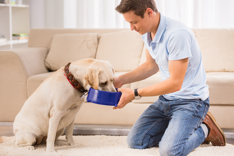 Tipps zur Ernährung von Hunden bei Pankreatitis
