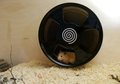 Typi­sches Hams­ter-Ver­hal­ten