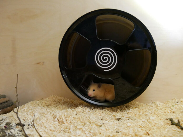Schöne und lustige HamsterSprüche und Witze