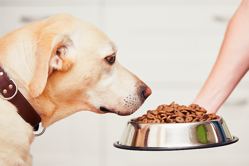 Unterschiede beim Trockenfutter für Hunde
