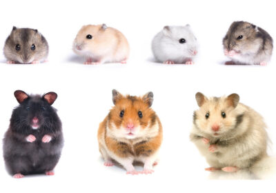 Hams­ter­ar­ten: Die­se „Hams­ter­ras­sen“ eig­nen sich als Haus­tier
