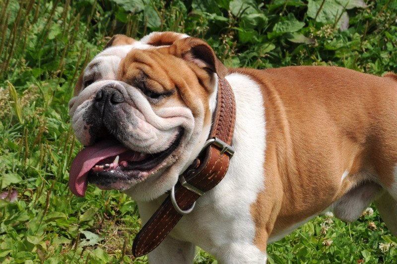 Viele Bulldoggen leiden unter engen Atemwegen und übertriebenen Falten