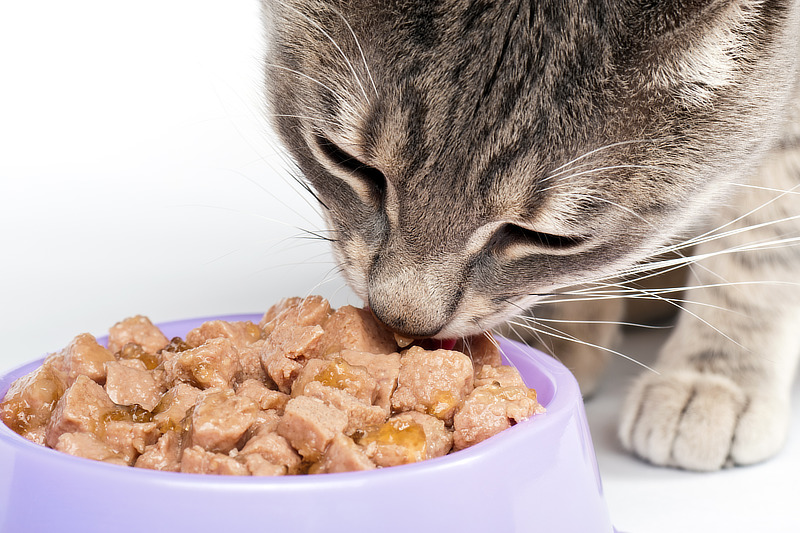 Viele Katzen bevorzugen Nassfutter gegenüber Trockenfutter
