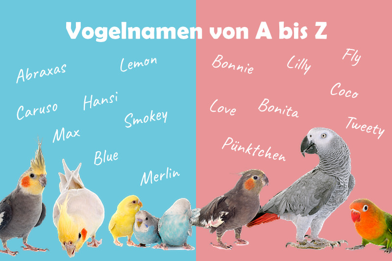 Vogelnamen von A bis Z für männliche und weibliche Vögel