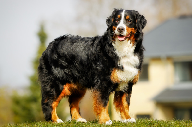 Wahl der Hunderasse als wichtiger Schritt auf dem Weg zum ersten eigenen Hund