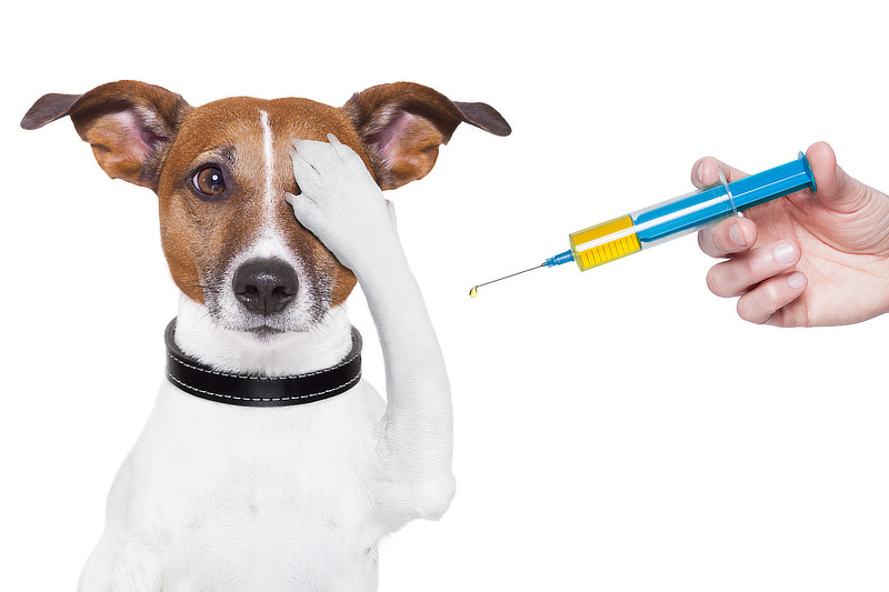 Wann sollten Hunde nicht geimpft werden