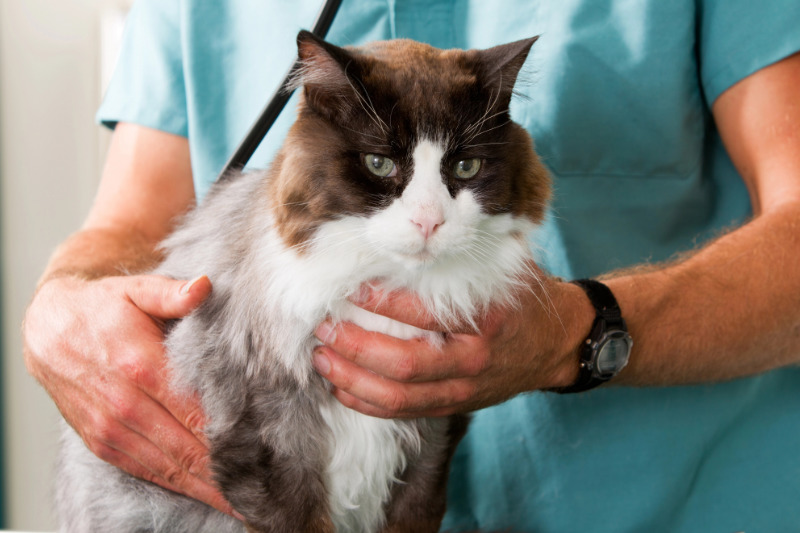 Was darf eine passende Katzenversicherung kosten?