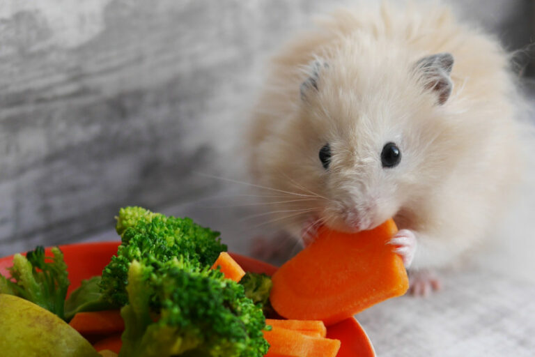 Hamsterfutter: Die Artgerechte Ernährung Für Deinen Hamster