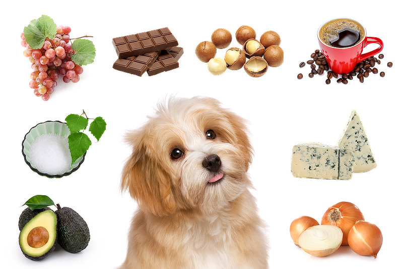 Was dürfen Hunde nicht essen: Was ist giftig für Hunde?